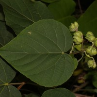 Clerodendrum infortunatum L.